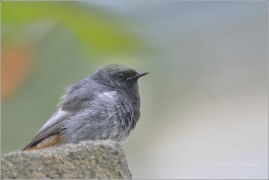 <p>REHEK DOMÁCÍ (Phoenicurus ochruros) /Black redstart - Hausrotschwanz/</p>
